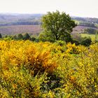 Die goldene Pracht! Der Ginster blüht