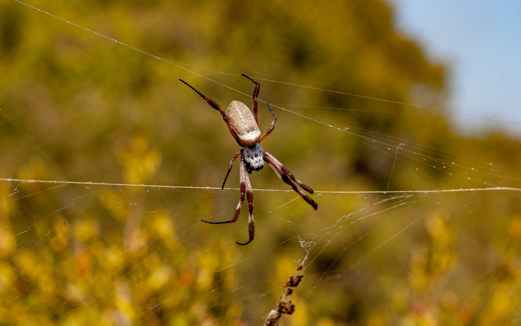 - die Goldene Radnetzspinne -