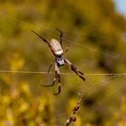 - die Goldene Radnetzspinne -