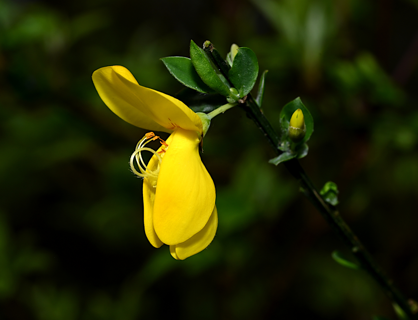 DIE GOLDENE SCHÖNHEIT DES FRÜHLINGS