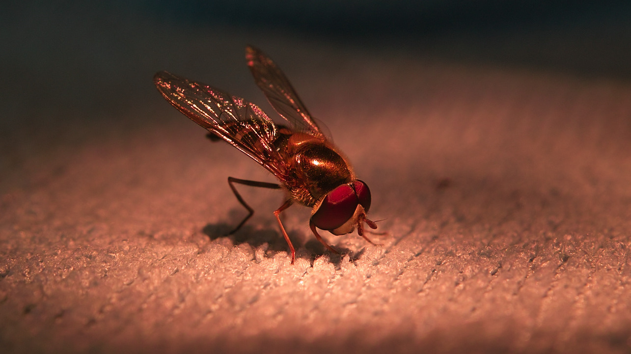 die "goldene" Schwebfliege verneigt sich nach ihrem Auftritt