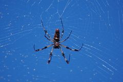 Die Goldene Seidenspinne - Golden-Silk Spider (Nephila clavipes fasciculata)...