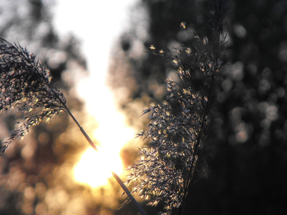 Die goldene Sonne