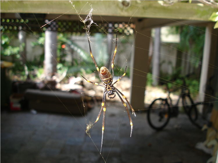 Die goldene Spinne ist unter uns.