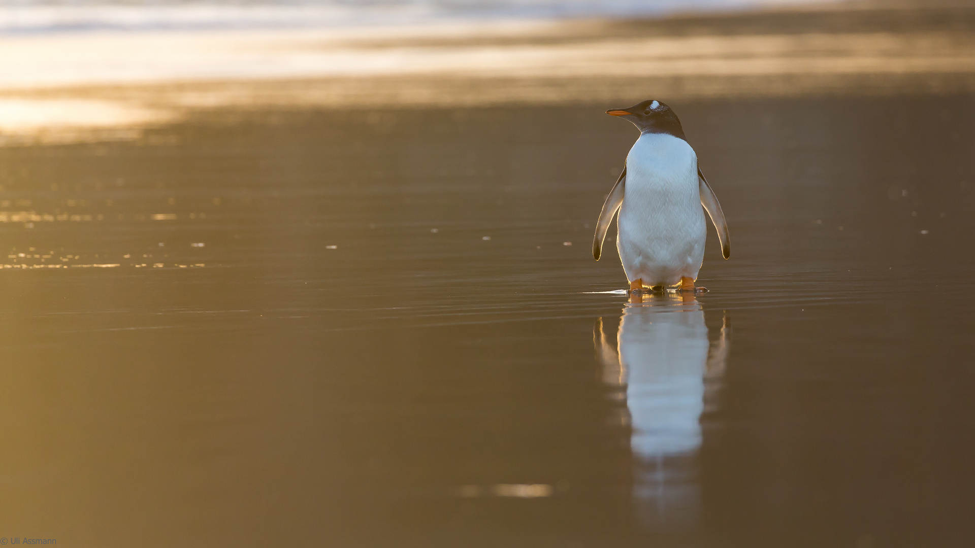Die goldene Stunde Foto & Bild world, natur, tiere Bilder auf Die goldene Stunde Foto & Bild world, natur, tiere Bilder auf