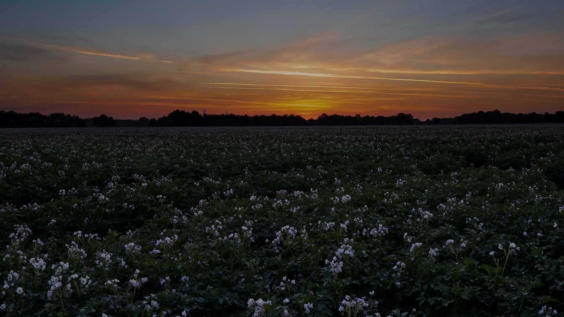 Die goldene Stunde (vor Sonnenaufgang) heute Morgen in einem Kartoffelfeld in der Zülpicher Börde.