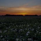 Die goldene Stunde (vor Sonnenaufgang) heute Morgen in einem Kartoffelfeld in der Zülpicher Börde.