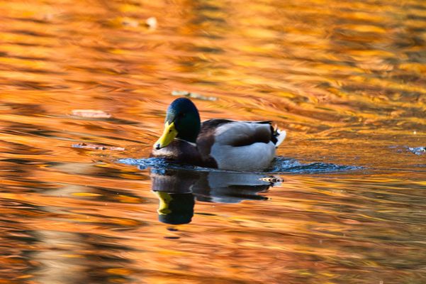 Die goldene Stunde_2