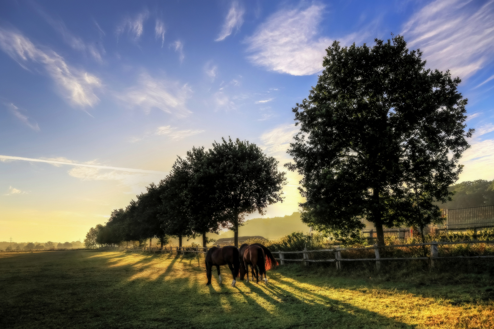 Die goldene Wiese