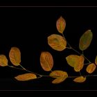 Die goldenen Blätter....