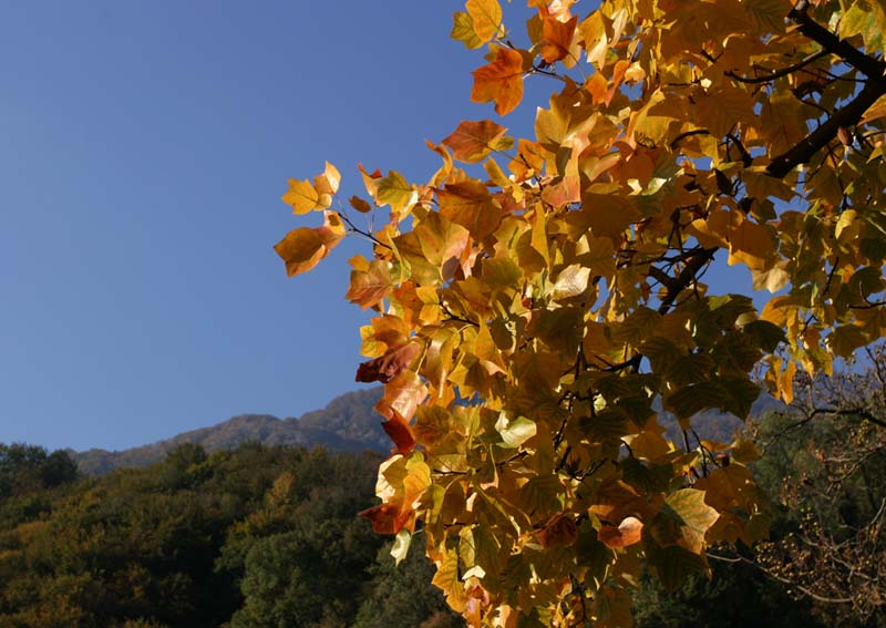 ... die goldenen Farben des Herbst