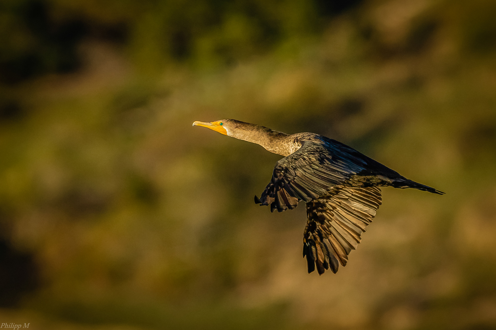 Die goldenen Zeiten für die Flieger…