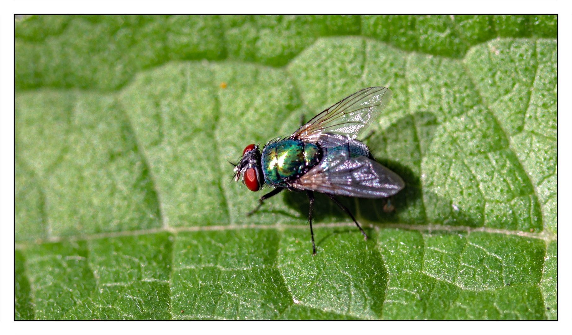 Die Goldfliege (Lucilia sericata)