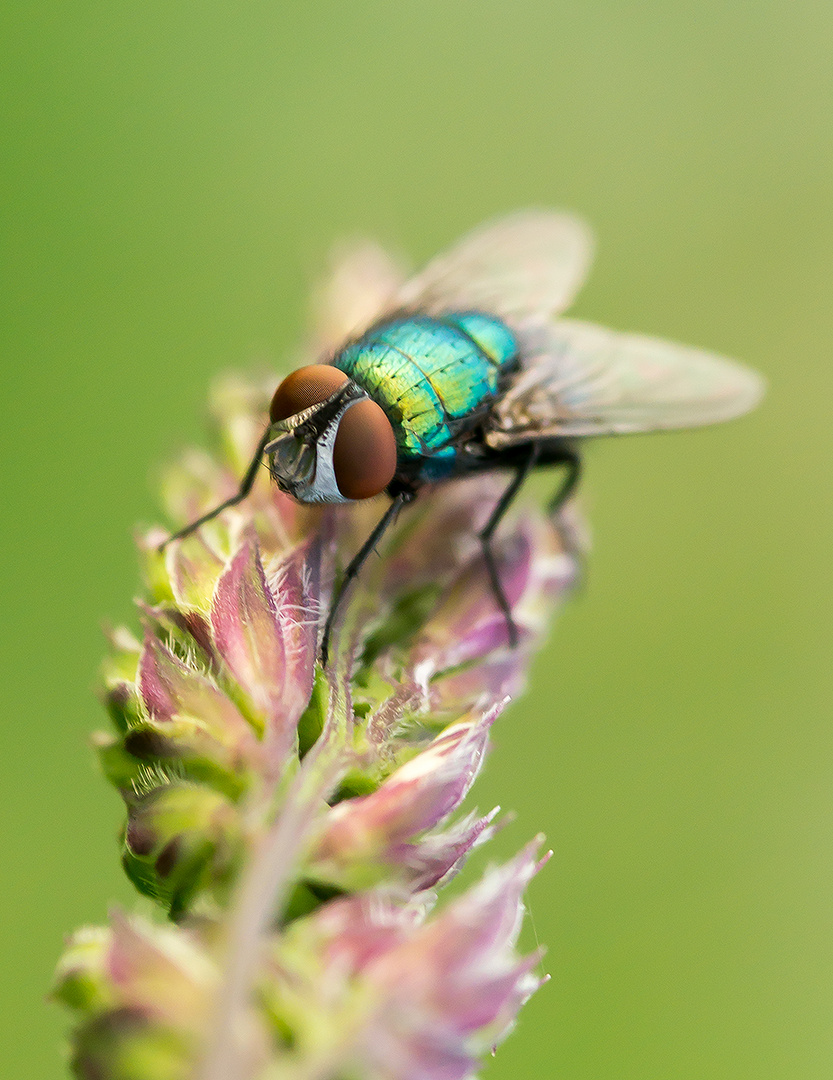 Die Goldfliege (Lucilia sericata)