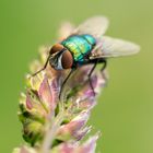 Die Goldfliege (Lucilia sericata)