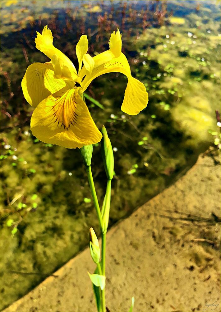 die goldgelbe Sumpf-Iris