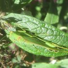 Die Goldmedaille im verstecken