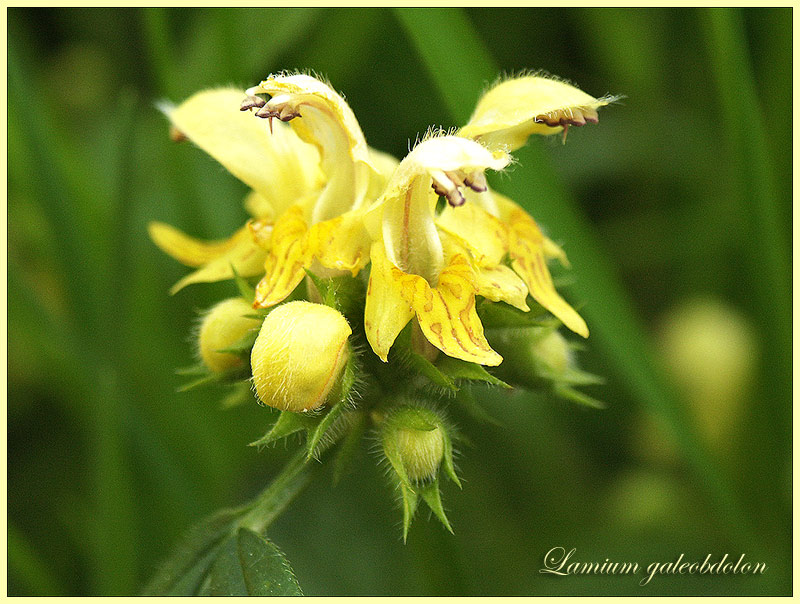 Die Goldnessel (Lamium galeobdolon)