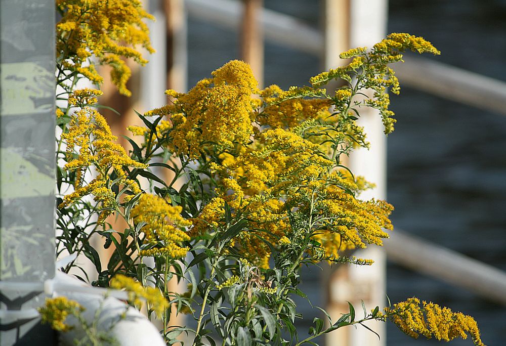 Die Goldrute beendet den Sommer