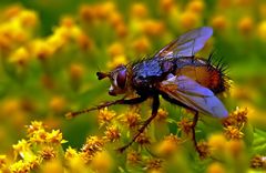 Die Goldruten im Garten ...