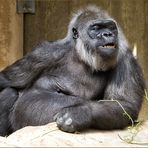Die Gorilla Dame Tumba ...