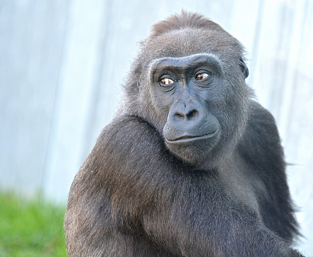 Die Gorillamutter im Portrait