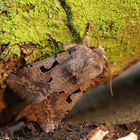 Die Gothica-Kätzcheneule, ein Frühlingsbote