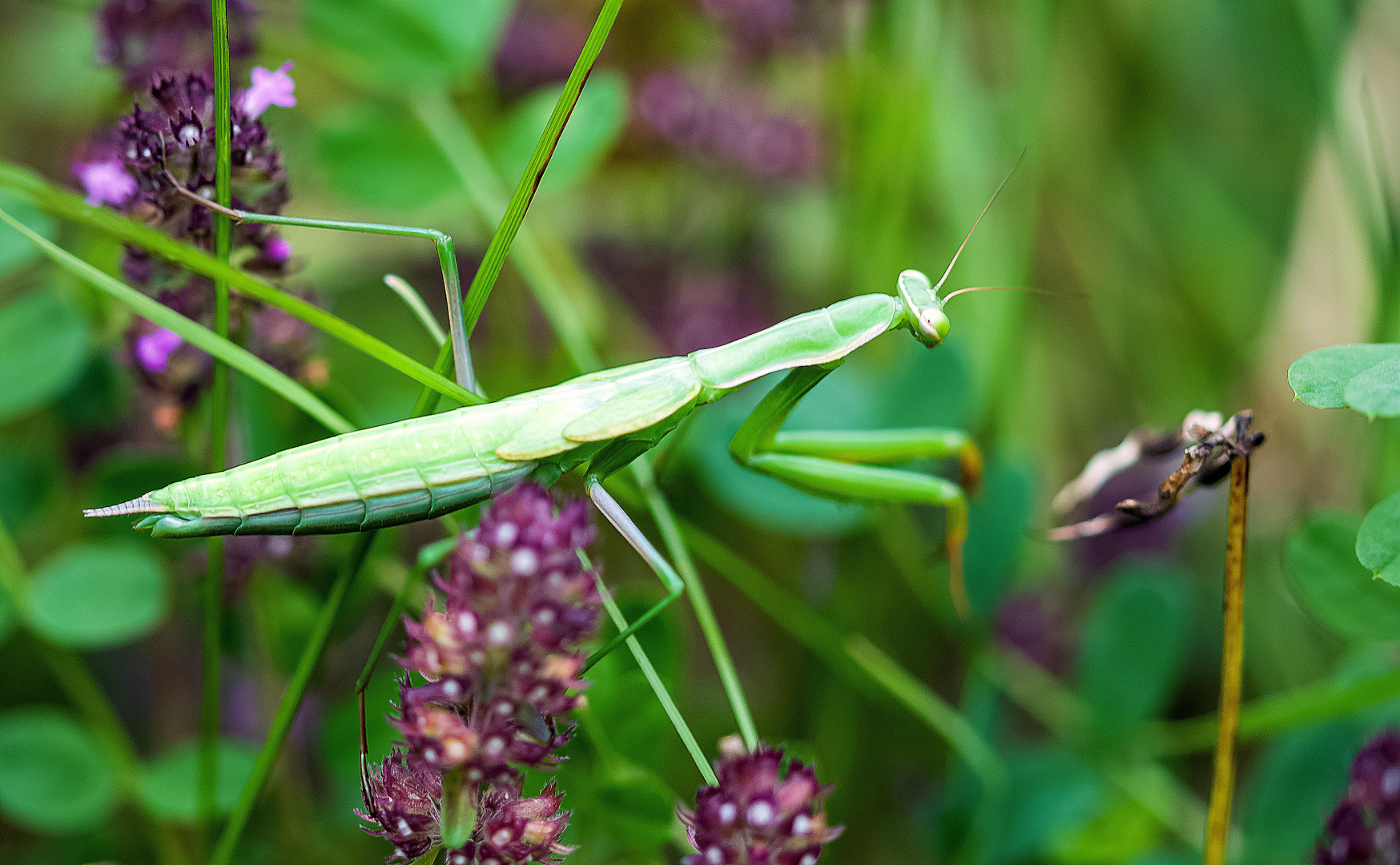 Die Gottes Anbeterin   (mantis religiosa)