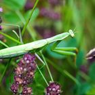 Die Gottes Anbeterin   (mantis religiosa)