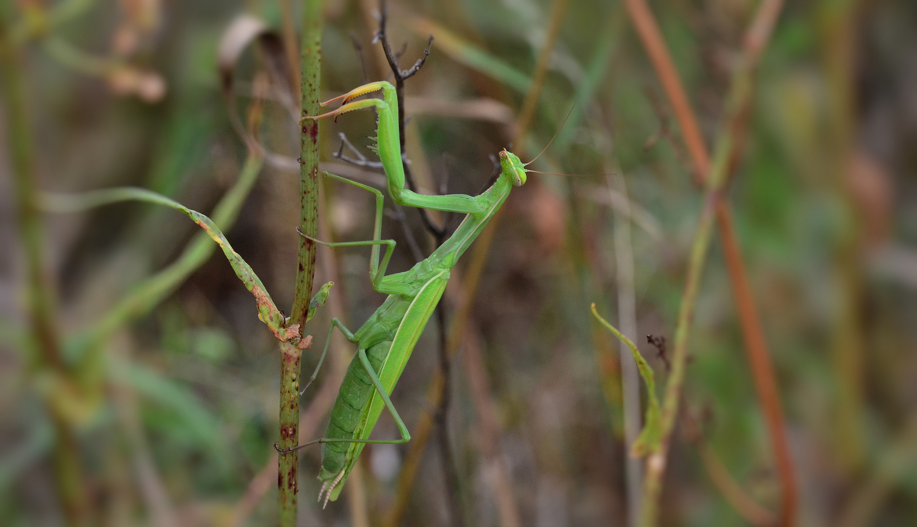 Die Gottesanbeterin..... Foto & Bild makro, natur, insekt Bilder auf