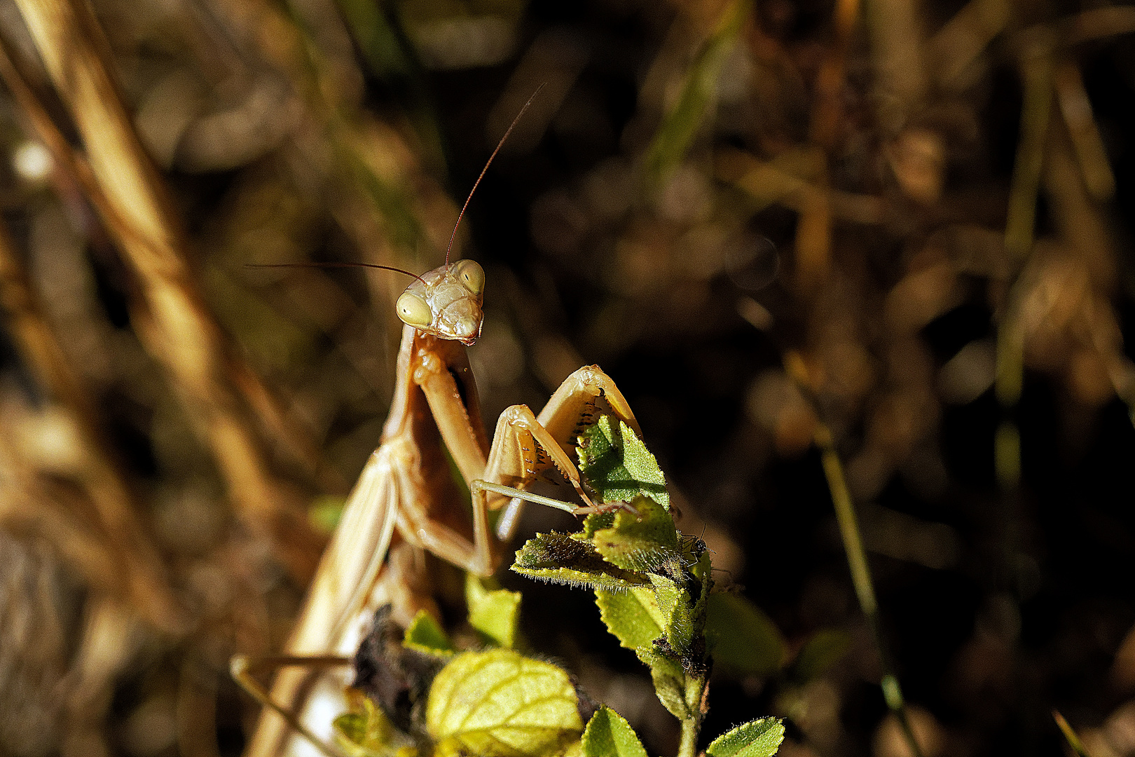 Die Gottesanbeterin      ( Mantis religiosa)