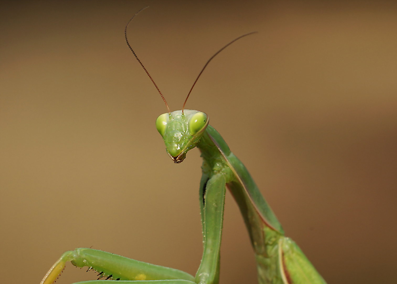 Die Gottesanbeterin - wildlife in der Heide 