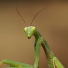 Die Gottesanbeterin - wildlife in der Heide 