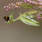 Die Gottesanbeterin - wildlife in der Heide 