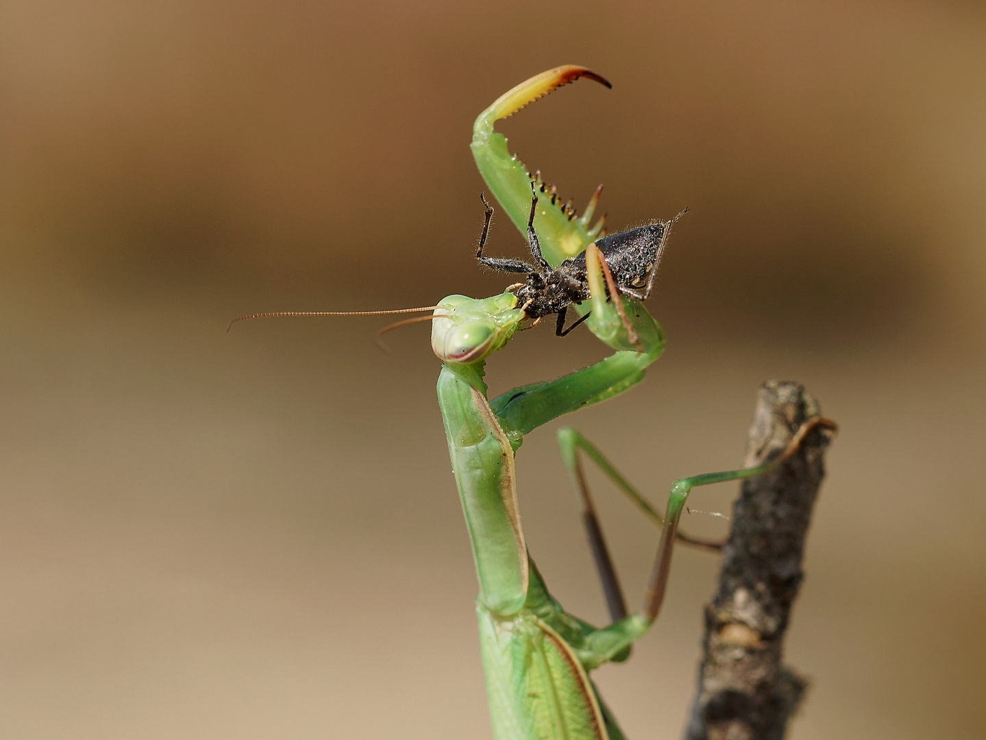 Die Gottesanbeterin - wildlife in der Heide 