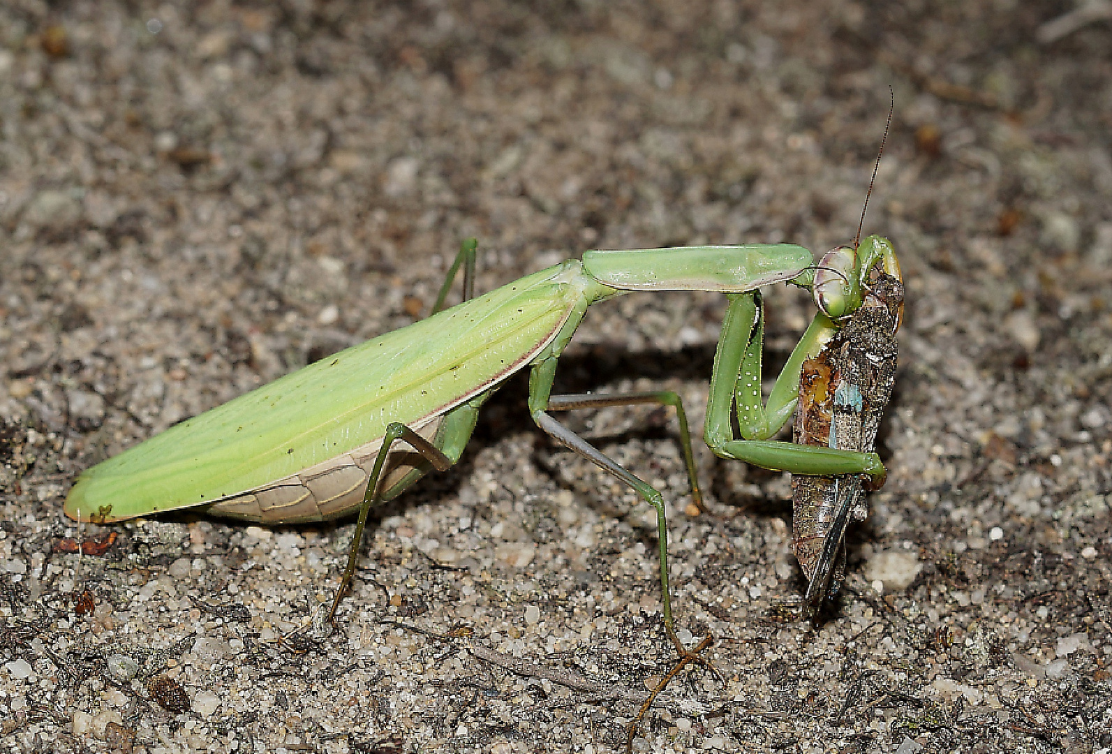 Die Gottesanbeterin - wildlife in der Heide 