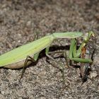 Die Gottesanbeterin - wildlife in der Heide 