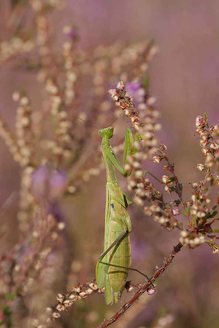 Die Gottesanbeterin - wildlife in der Heide 