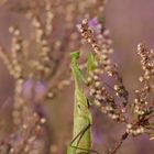 Die Gottesanbeterin - wildlife in der Heide 