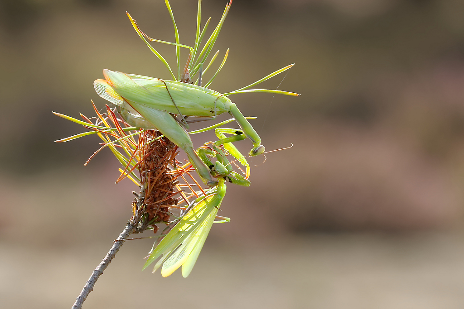 Die Gottesanbeterin - wildlife in der Heide 