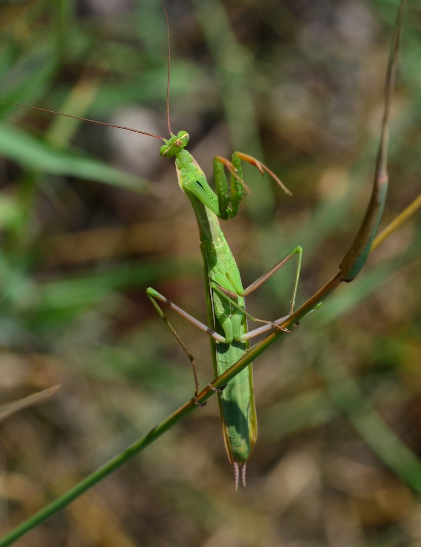 Die Gottesanbeterin.......(Mantis religiosa)