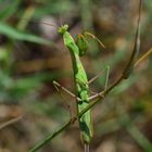 Die Gottesanbeterin.......(Mantis religiosa)