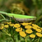 Die Gottesanbeterin.....(Mantis religiosa )