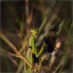 Die Gottesanbeterin....(Mantis religiosa).....