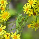 Die Gottesanbeterin....(Mantis religiosa).....