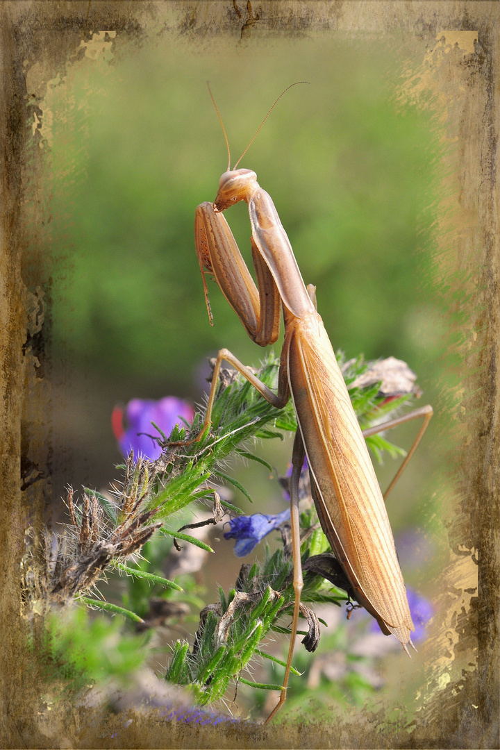 Die Gottesanbeterin....(Mantis religiosa).....