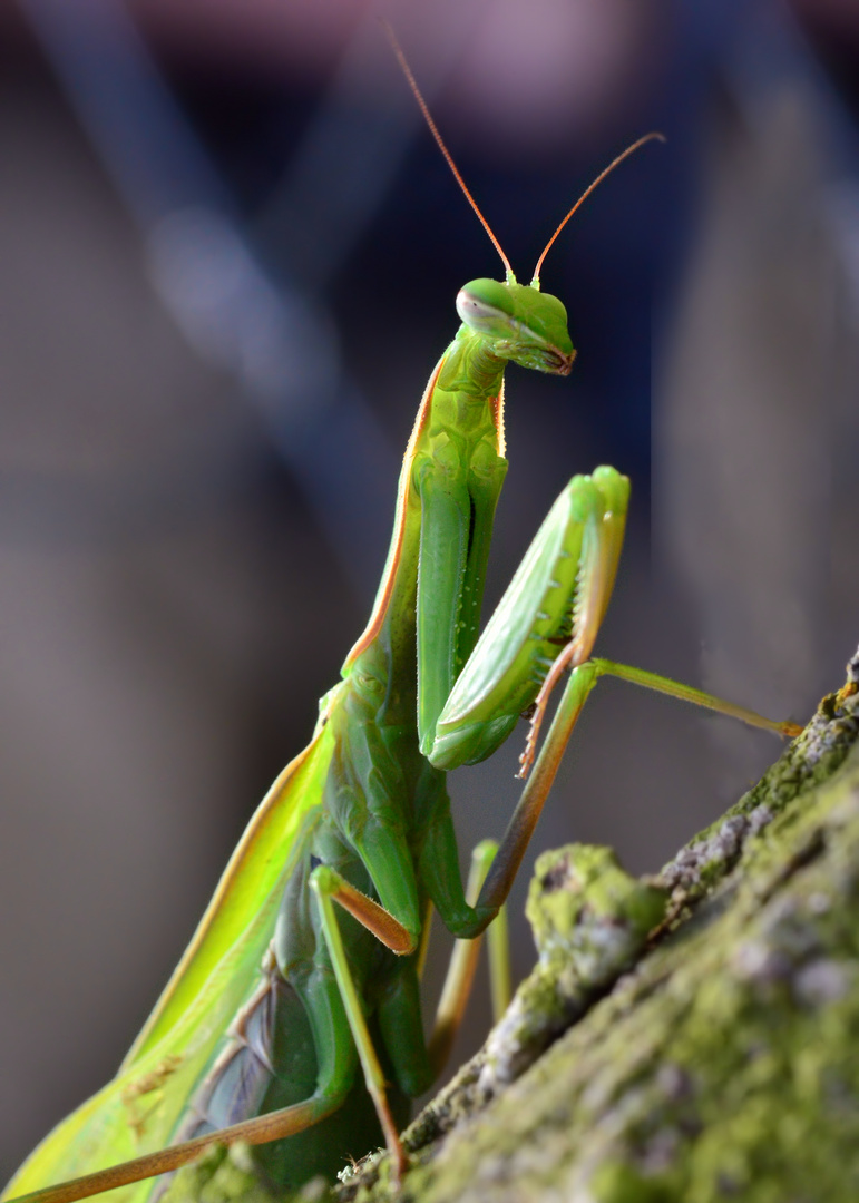 Die Gottesanbeterin.....(Mantis religiosa )