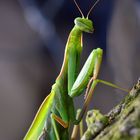 Die Gottesanbeterin.....(Mantis religiosa )