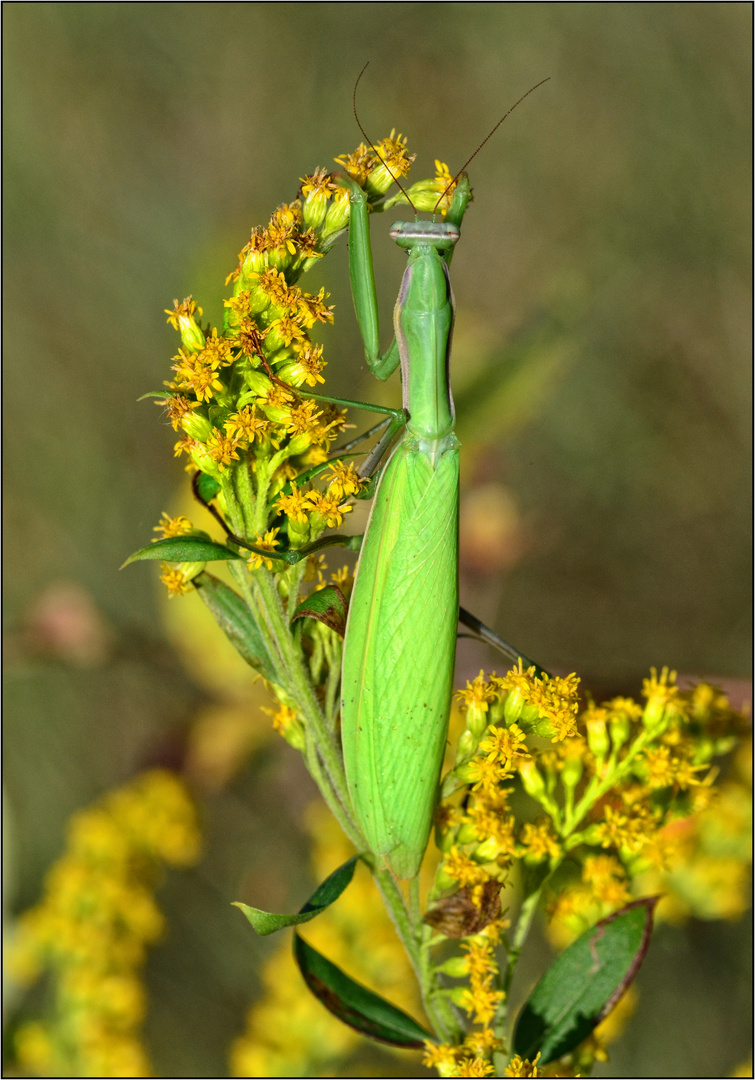 Die Gottesanbeterin.....(Mantis religiosa)....Weibchen......