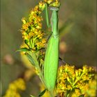 Die Gottesanbeterin.....(Mantis religiosa)....Weibchen......